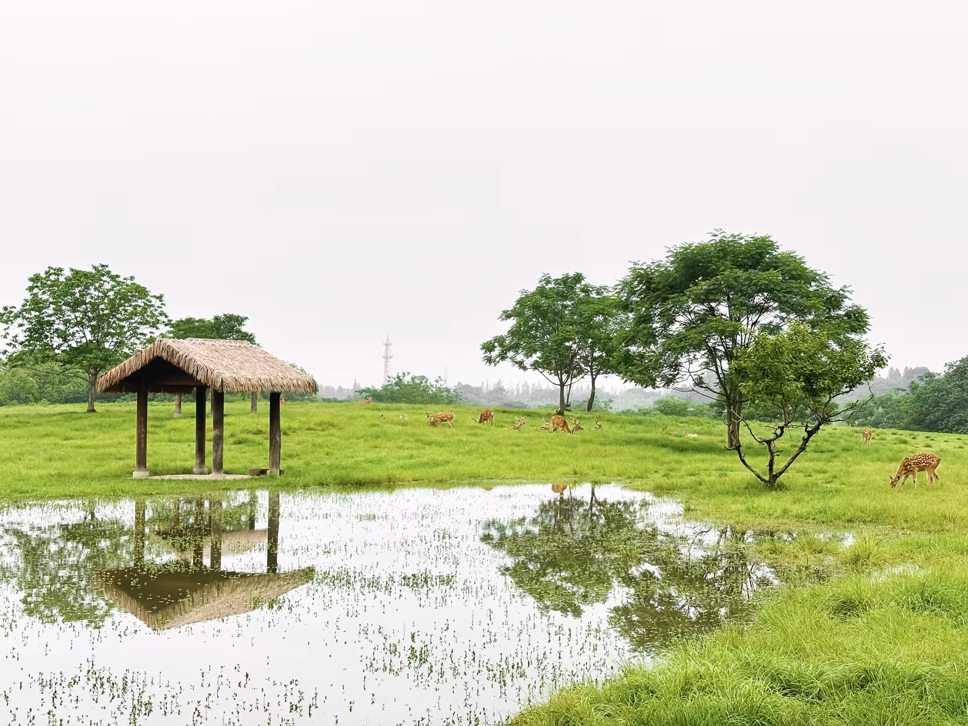 Scenic view of Hangzhou's lush green landscape with grazing deer, perfect for a serene private tour experience.