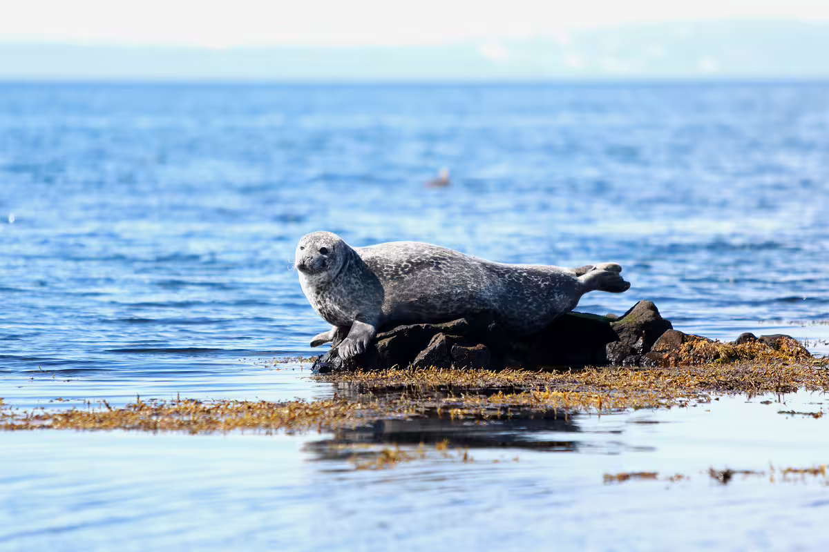 Harbor seal resting on rocky shore along Iceland's coastline with blue ocean in background