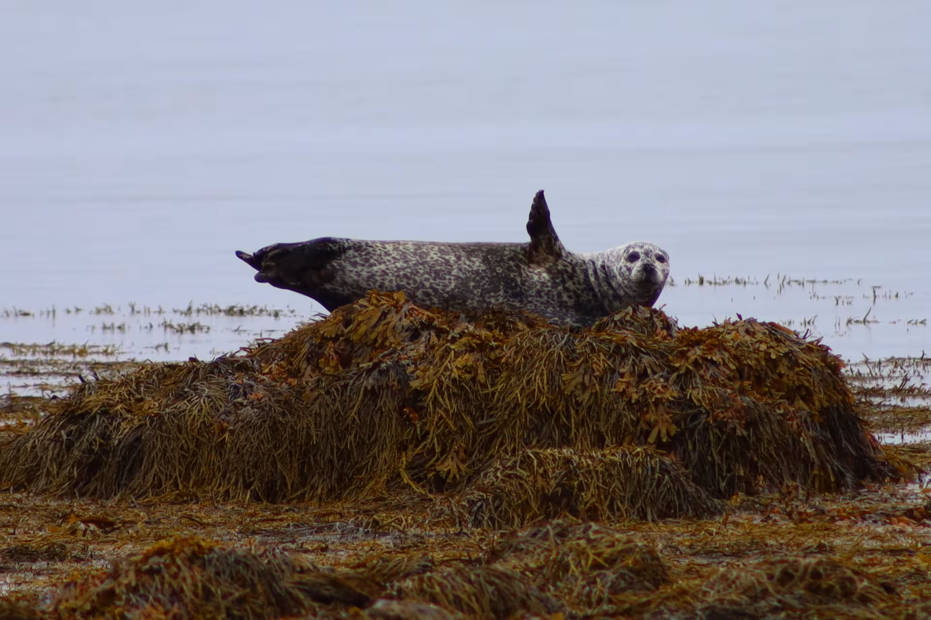 Harbor seal resting on seaweed-covered rocks along Iceland's South Coast