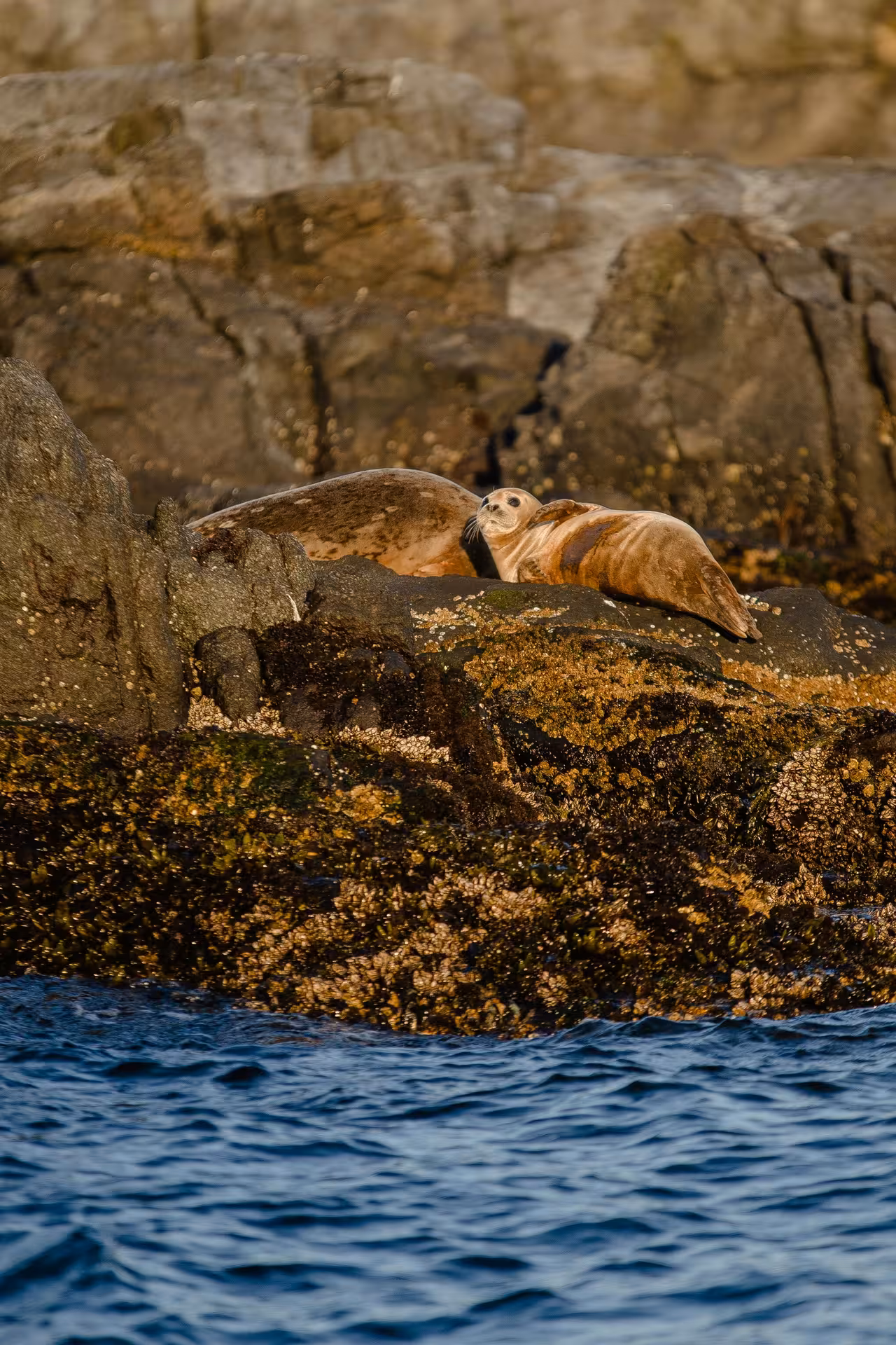 Harbor seal resting on moss-covered coastal rocks near Snaefellsnes Peninsula, Iceland