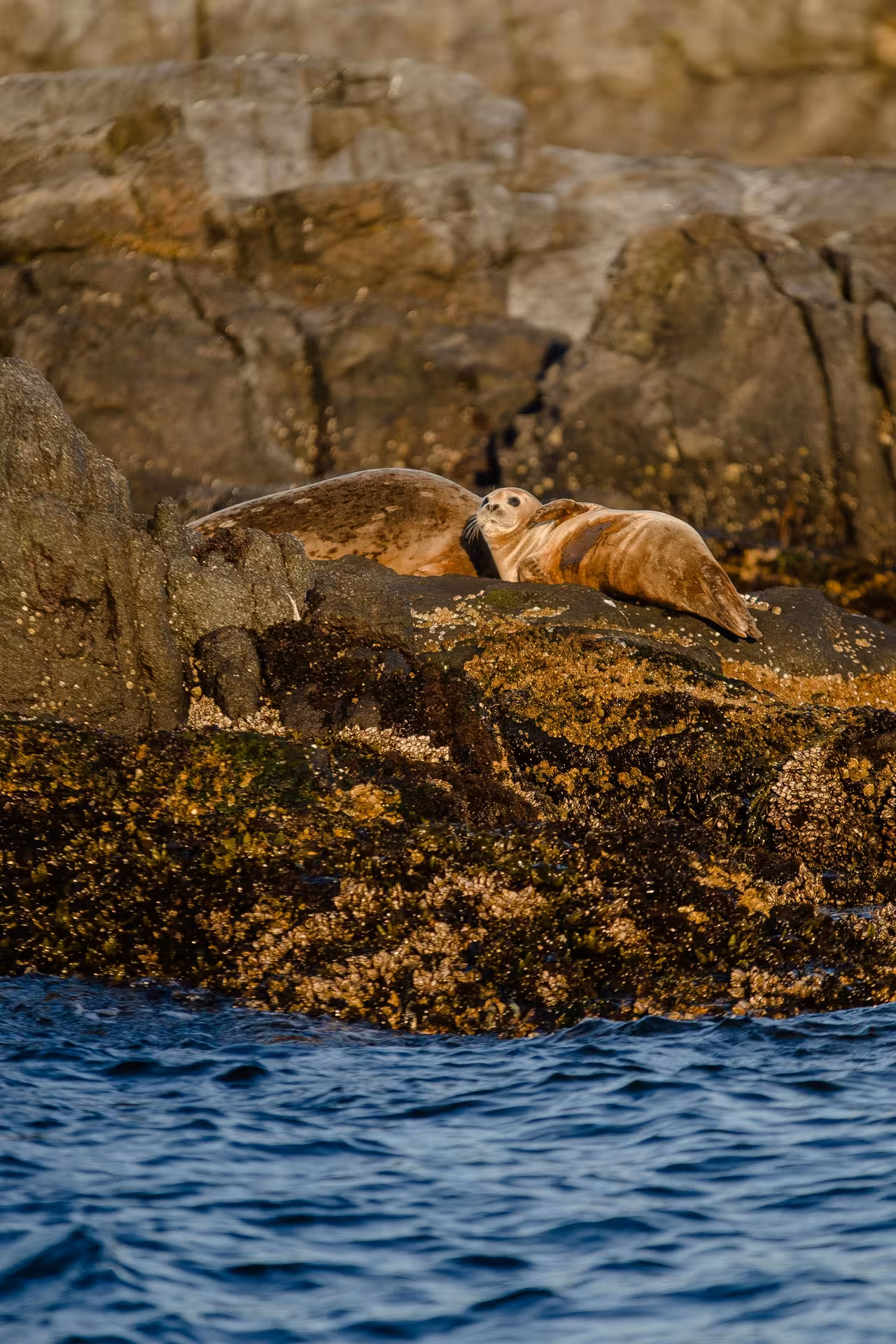 Harbor seal resting on seaweed-covered rocks along the Snaefellsnes Peninsula coastline in Iceland