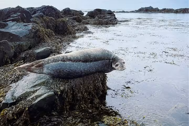 Harbor seal resting on seaweed-covered rocks along the Westfjords coastline in Iceland