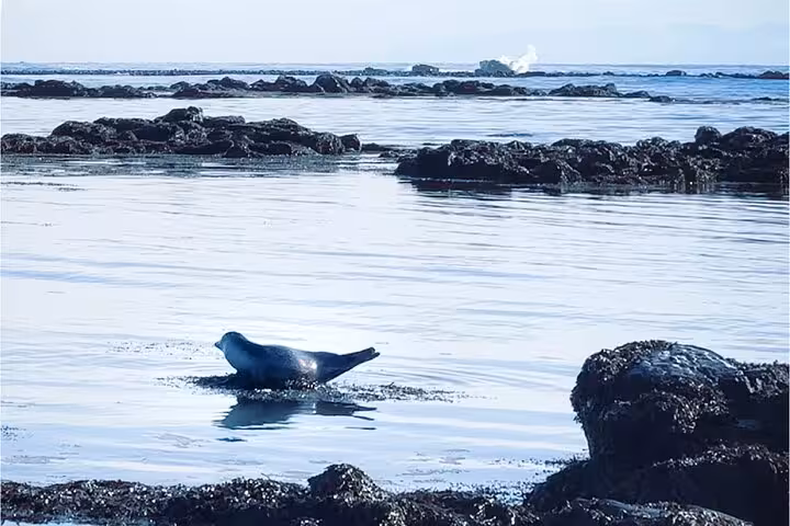 Harbor seal resting on rocky shoreline in the calm waters of the Westfjords, Iceland