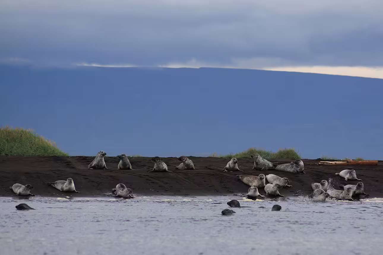 Harbor seals hauled out on a dark sand beach along the Arctic Coast of North Iceland