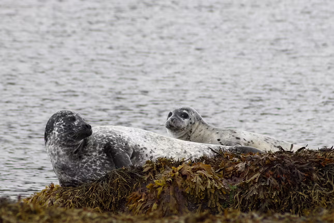 Two harbor seals resting on seaweed-covered rocks along the Arctic coast of North Iceland
