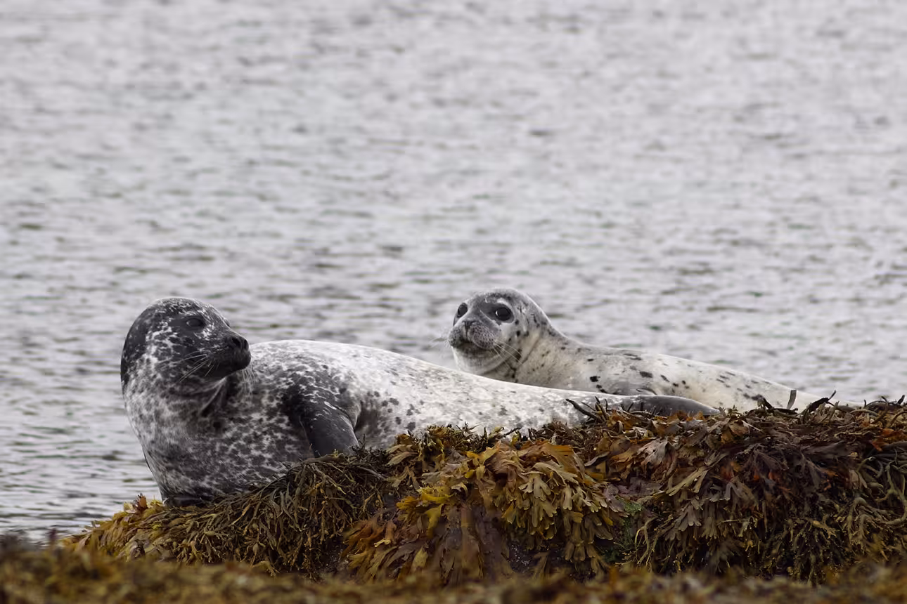 Two spotted harbor seals resting on seaweed-covered rocks in North Iceland
