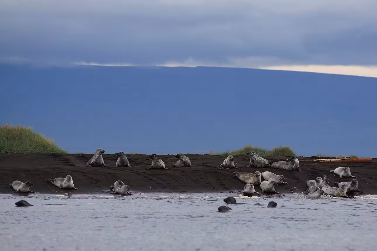 Wild harbor seals basking and swimming along a black sand shore on a North Iceland private wildlife tour.