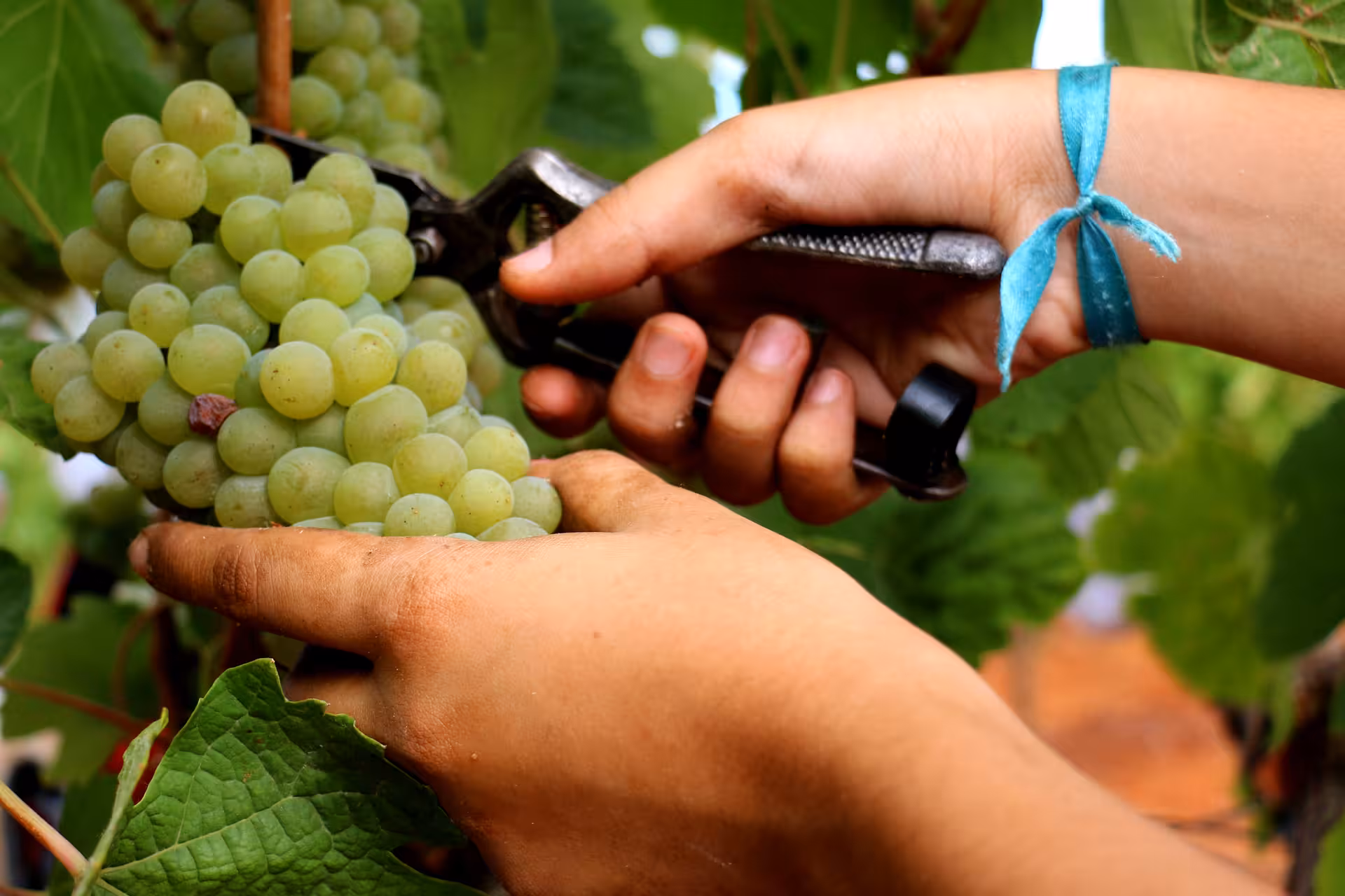 Hands harvesting fresh green grapes with pruning shears during a wine blending and bottling workshop