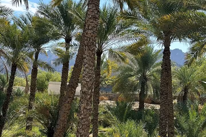 Palm oasis in Hatta with rugged Hajar Mountains backdrop, scenic stop on private full-day Hatta tour