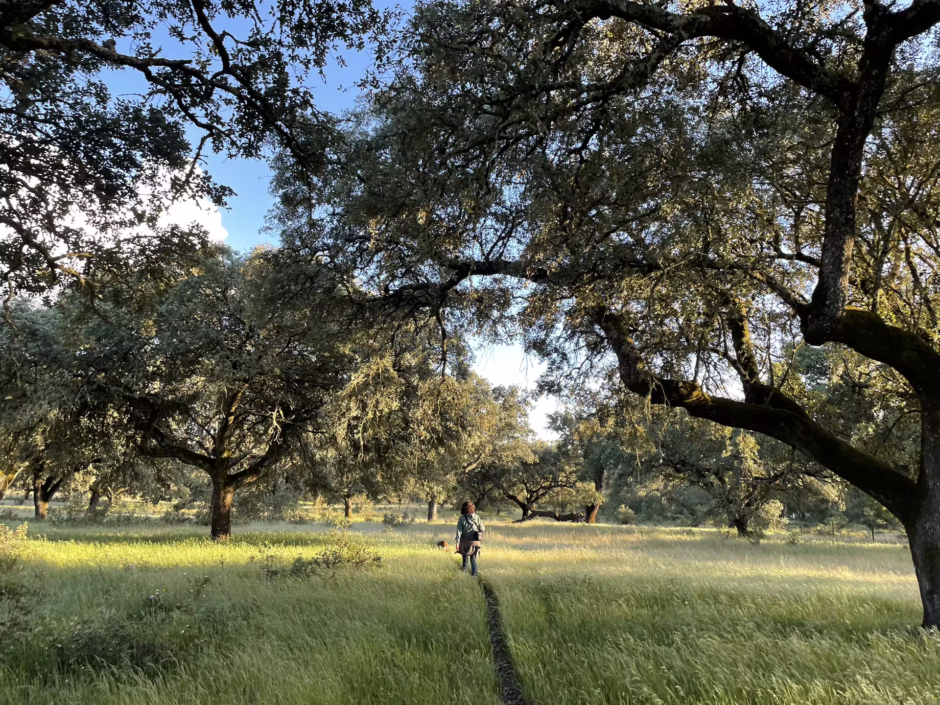 Idyllic landscape of Herdade Alentejana with a lone cyclist on a trail amid lush greenery and cork oak trees.