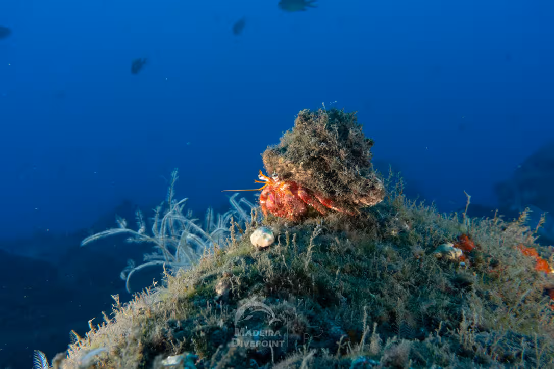 Hermit crab on a coral-covered rock in the deep blue ocean, highlighting marine biodiversity on a dive tour.