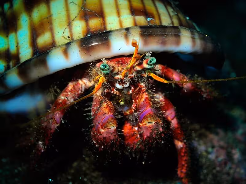 Close-up of a vibrant hermit crab under a colorful shell, showcasing marine life on a DPV-Scooter Dive Adventure.