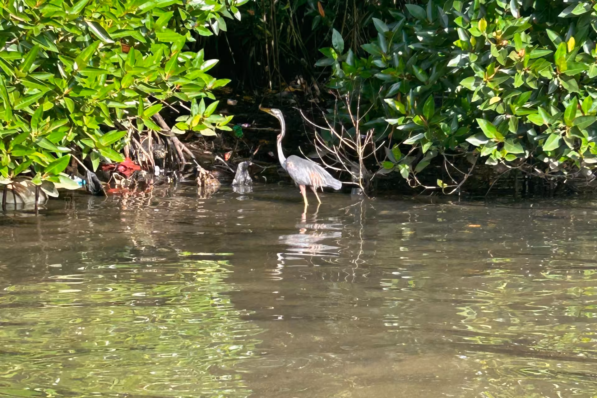 Heron wading by mangrove roots on Bentota River safari, Sri Lanka, a top spot for river wildlife watching