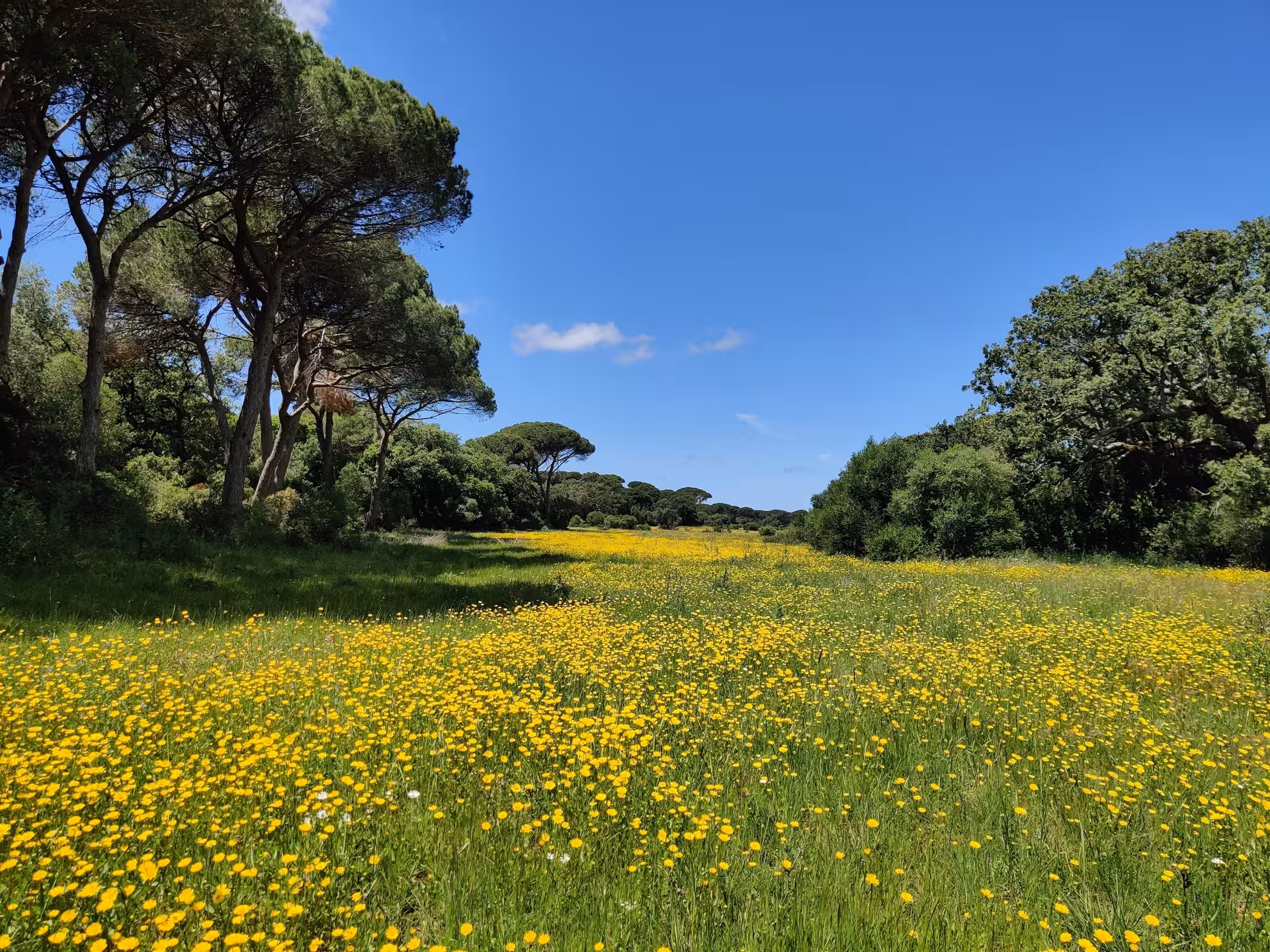 Wildflower meadow and pine forest trail on the hike to the highest cliff of continental Europe, Portugal