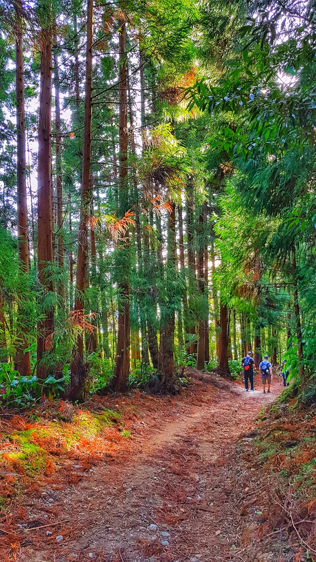 Hikers on a forest trail in São Miguel, Azores, on the HIKE Lagoa do Fogo guided trek