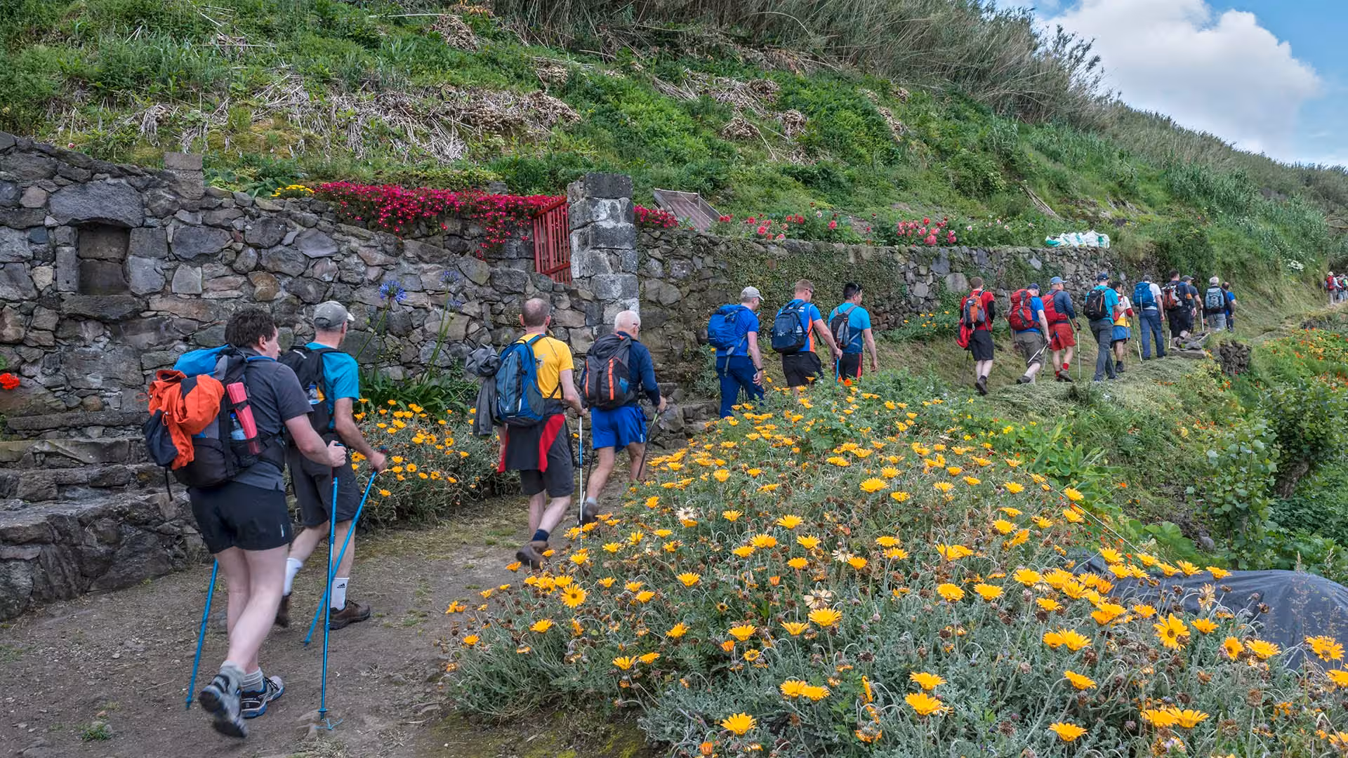Hikers walking past stone walls and wildflowers on the HIKE Ribeira Funda - Maia trail in São Miguel