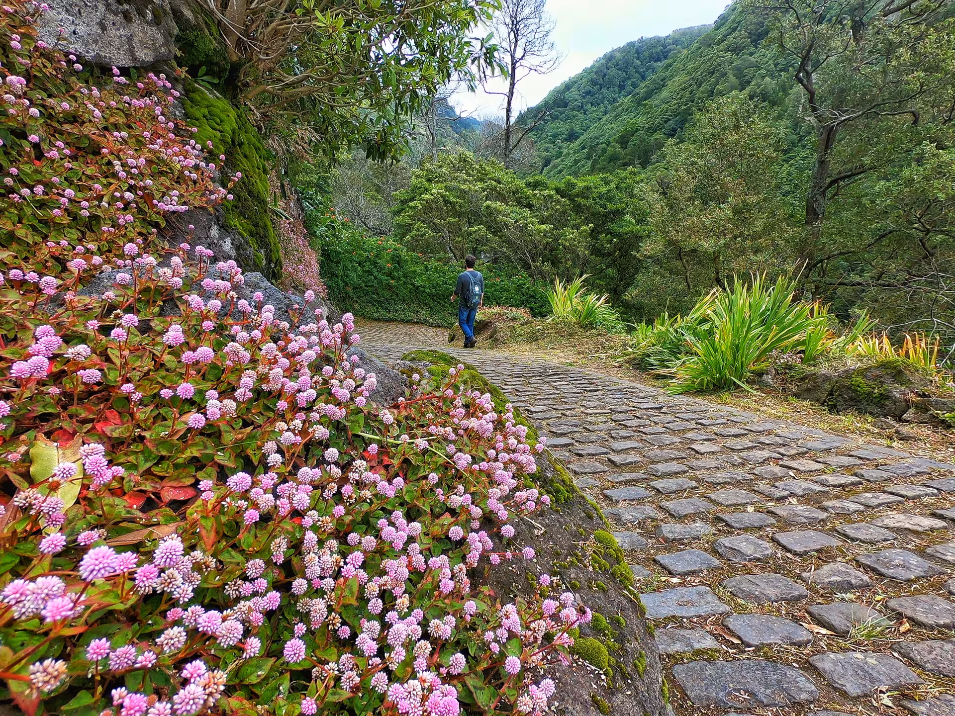 Cobblestone path with pink flowers on HIKE Salto do Prego - Sanguinho route in Faial da Terra, Azores