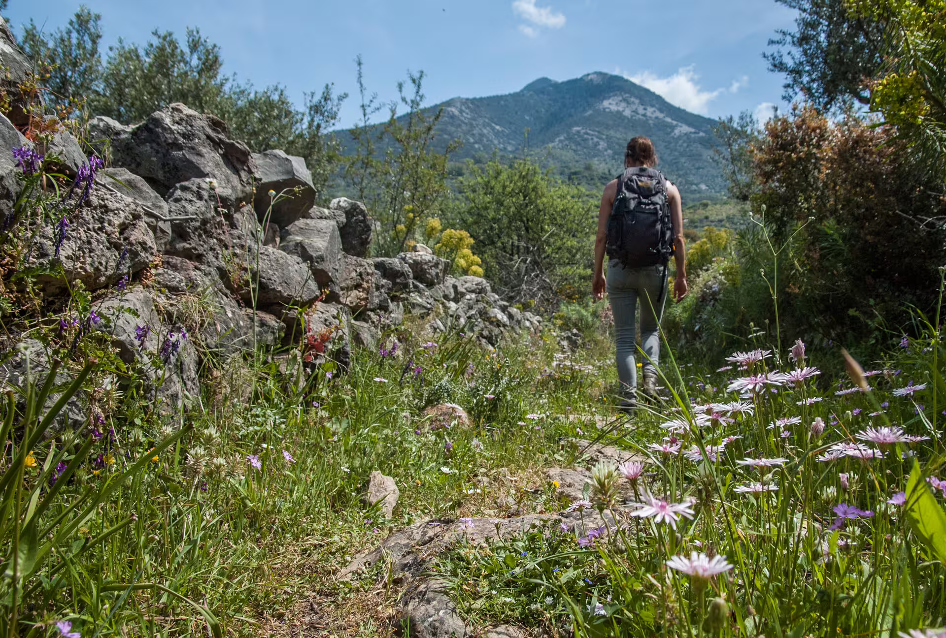 Hiker on Kardamyli trail in the Taygetos Mountains, walking past wildflowers and stone walls in Mani, Greece
