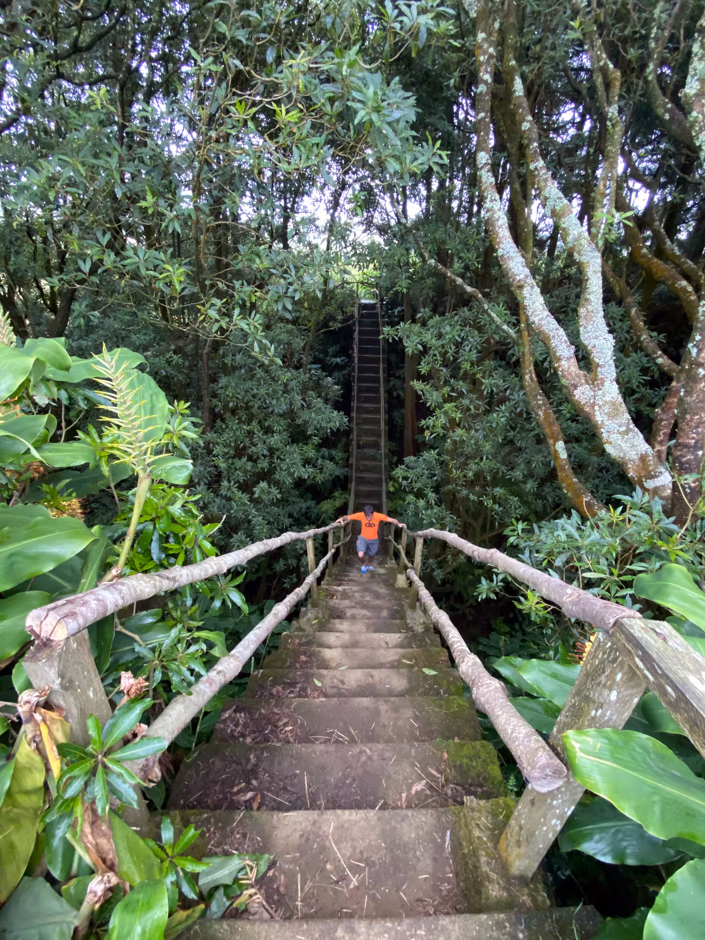 Hiker in orange climbs steep mossy jungle staircase on the HIKE Window to Hell and Old Boiler trail in lush Madeira forest