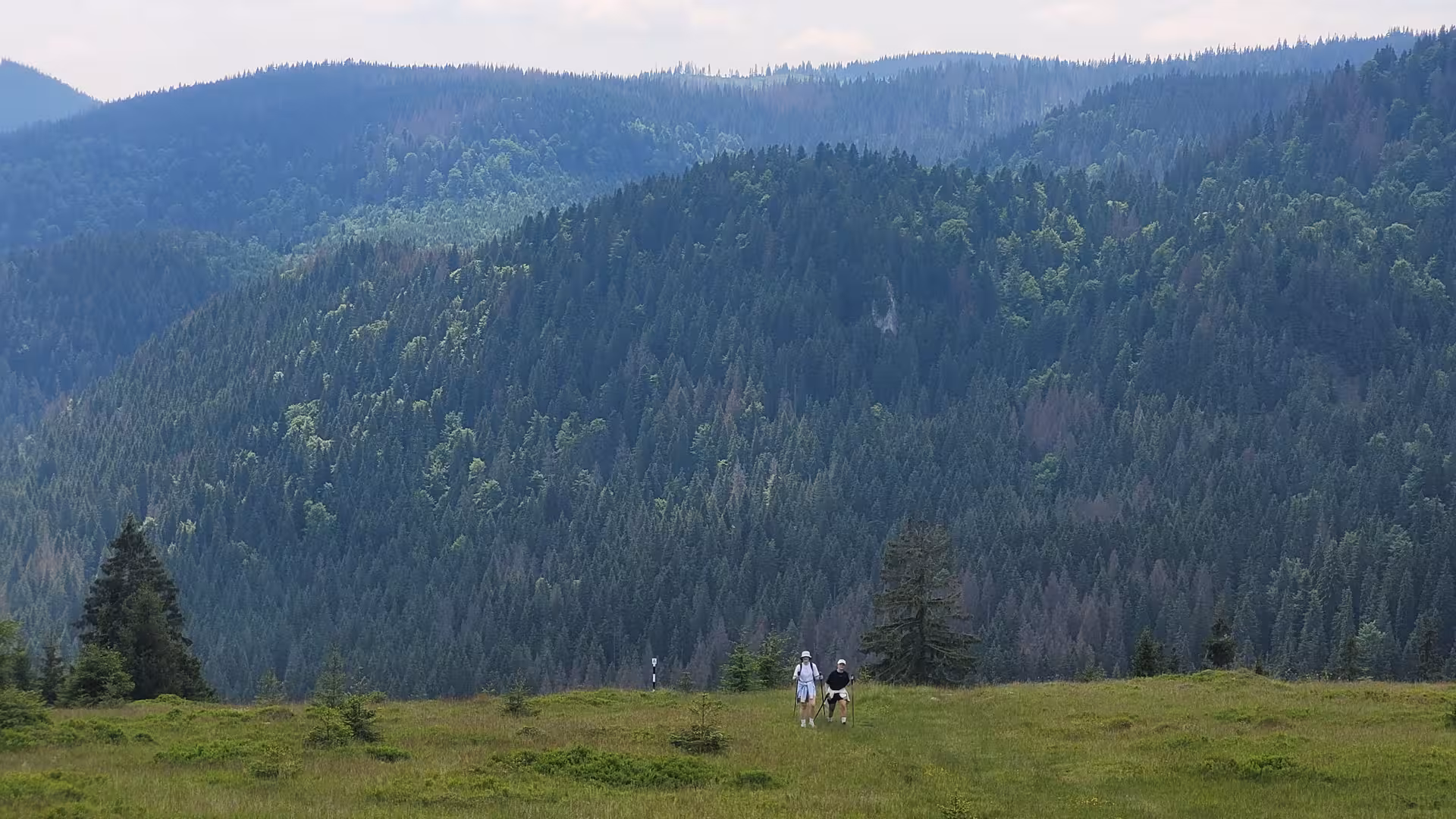 Two hikers with trekking poles crossing alpine meadow with dense conifer forest and mountain ridges in Apuseni
