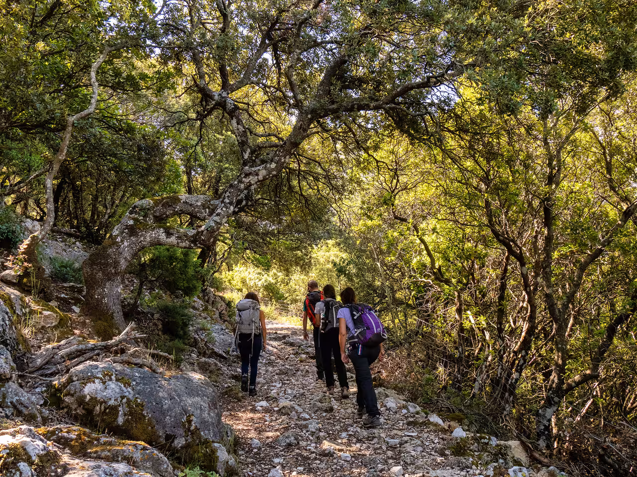 Group of hikers trekking through shaded forest trail on Montalbo near Lodè, Sardinia, surrounded by lush trees and rocks