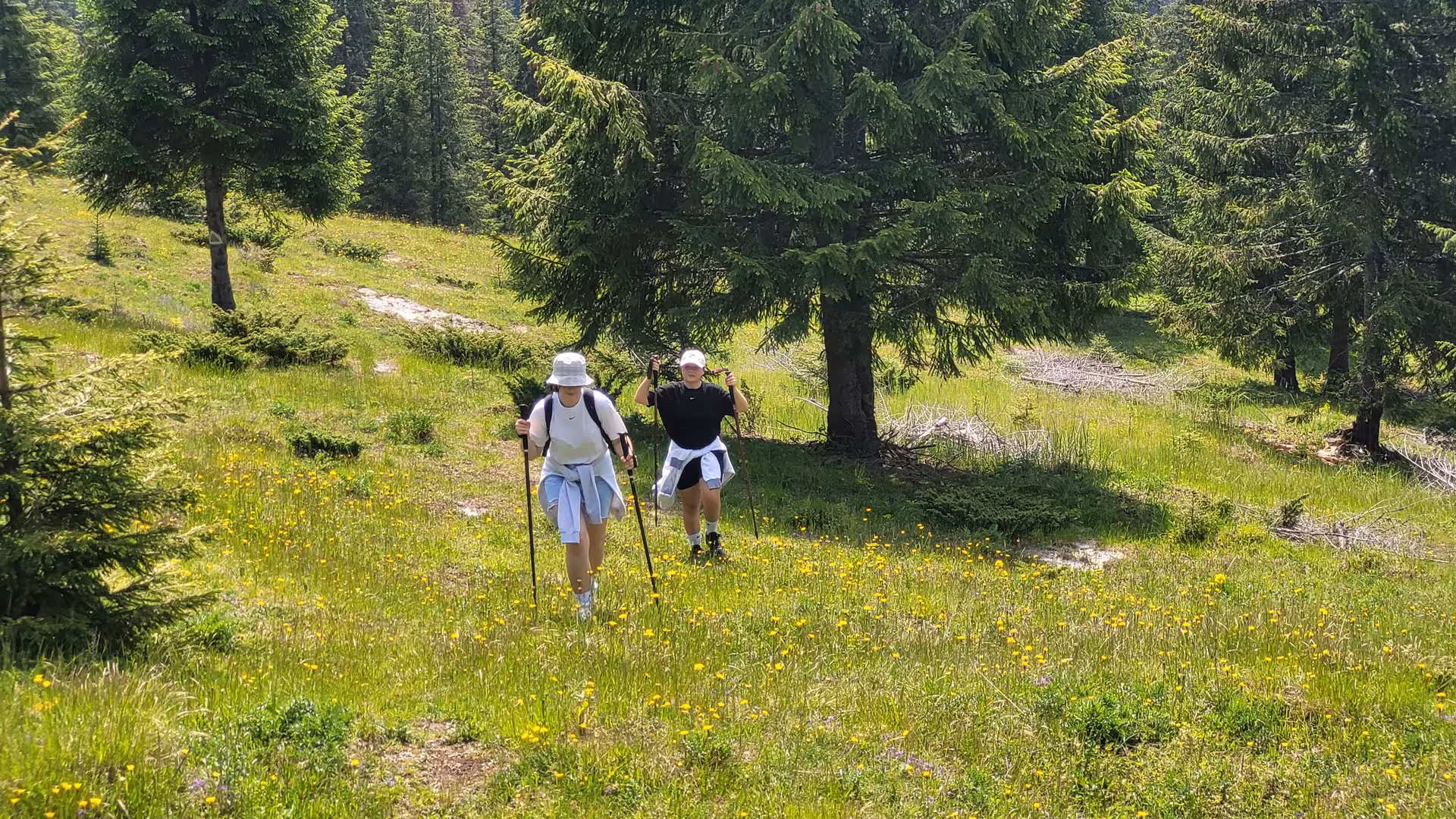 Two hikers with trekking poles crossing a sunny alpine meadow with yellow wildflowers and evergreen forest in Apuseni