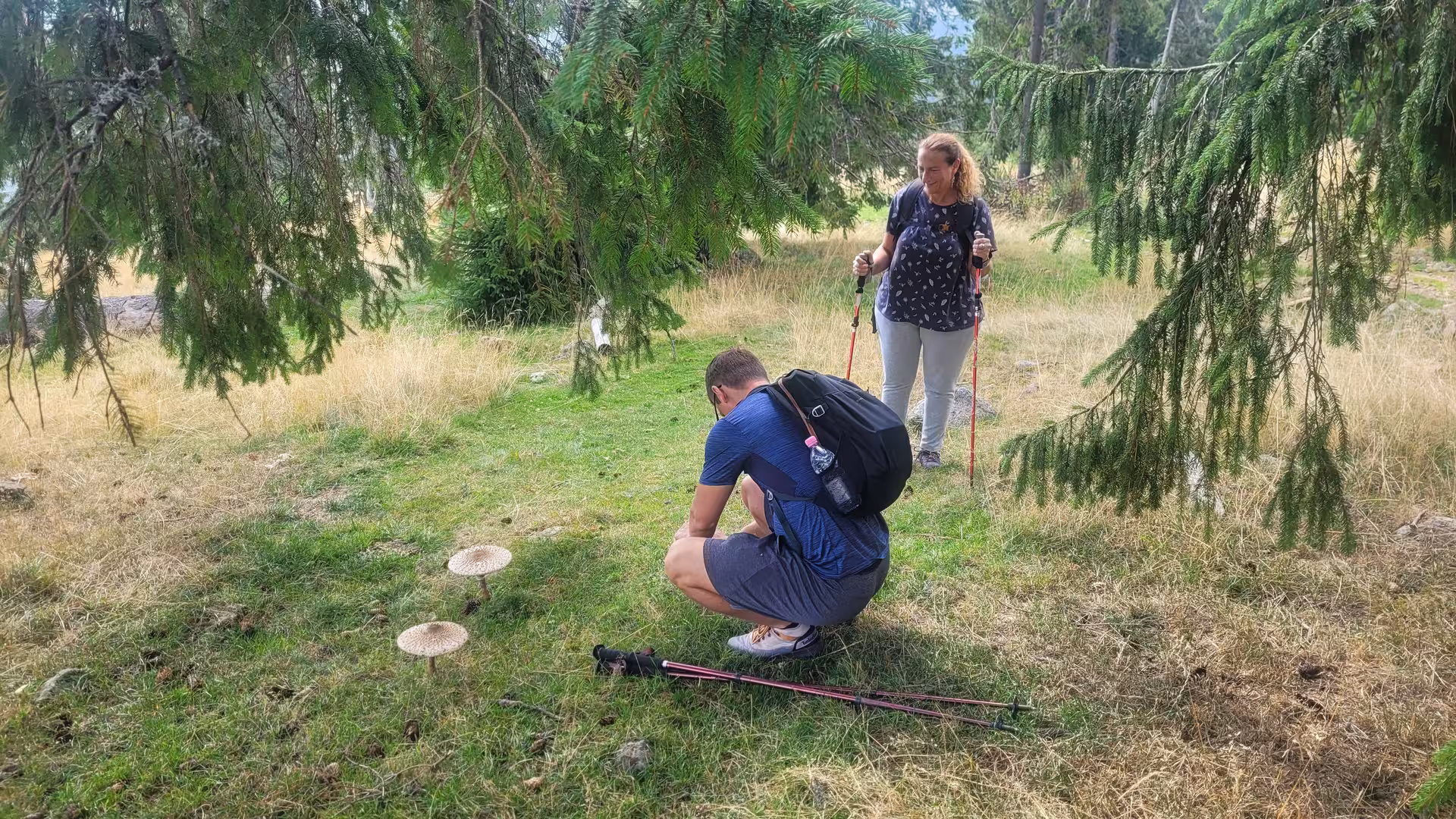 Hikers examining wild mushrooms on grassy forest floor during Apuseni mountain hike with trekking poles