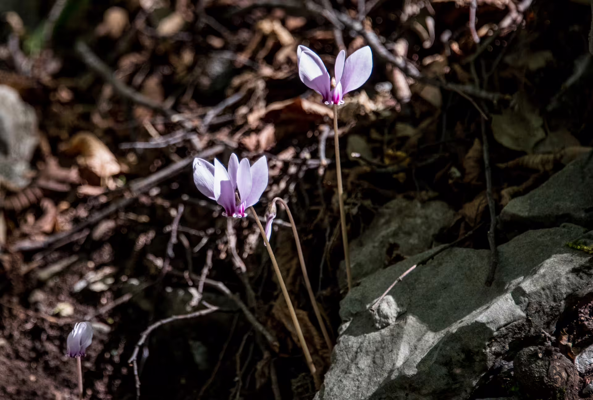 Wild cyclamen flowers beside rocky forest trail in Lousios Gorge, Greece, on a nature hiking experience