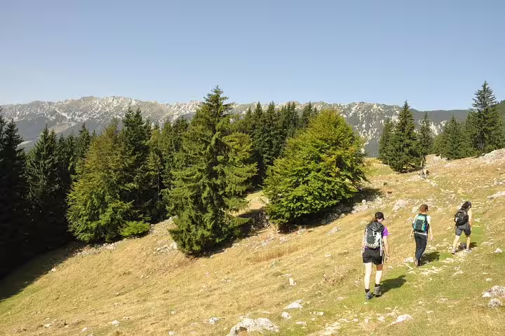 Three hikers with backpacks walking on mountain trail in Piatra Craiului National Park with evergreen forest