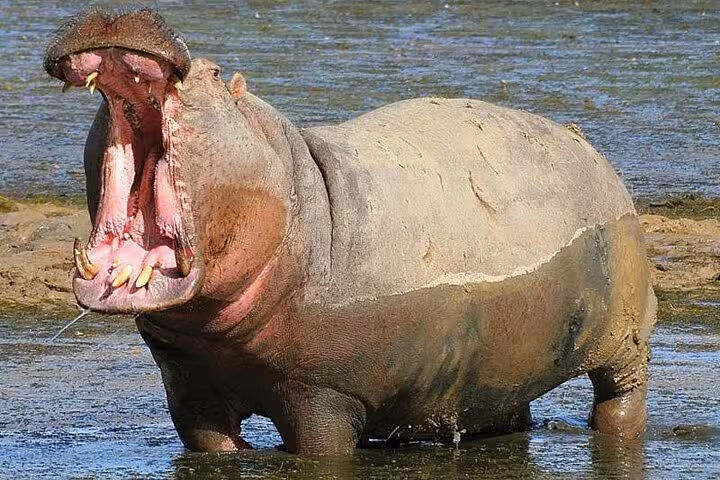 A yawning hippo in a waterhole at Aquila Big5 Game Reserve on a sunny day, showcasing wildlife safari adventures.