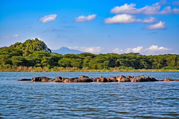 A pod of hippos relaxes in Lake Naivasha under a clear sky, featured in the 4-Day Masai Mara and Lake Nakuru Safari tour.