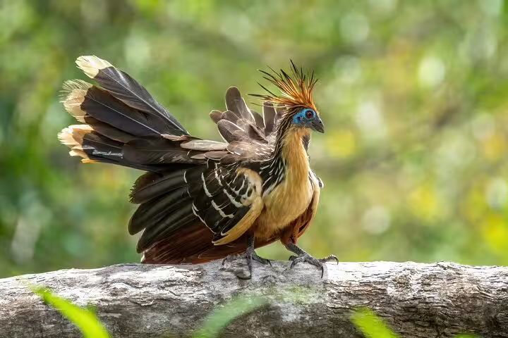 Colorful hoatzin bird resting on a branch, showcasing vibrant plumage on the Amazon Deep Survival Trip to Amanã Lake.