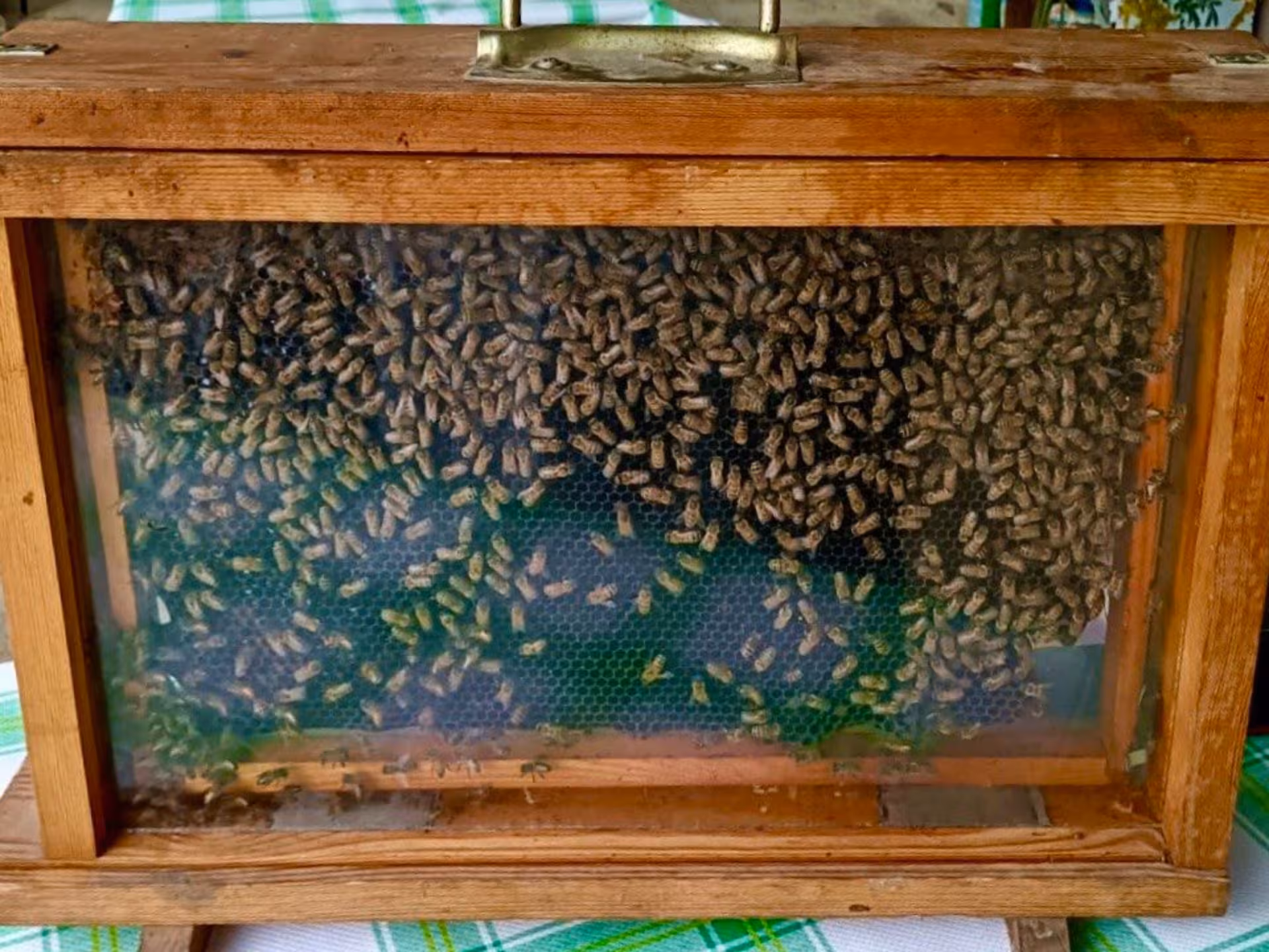 Close-up of a wooden observation hive with bees, showcasing honey production during the Monferrato tasting tour.