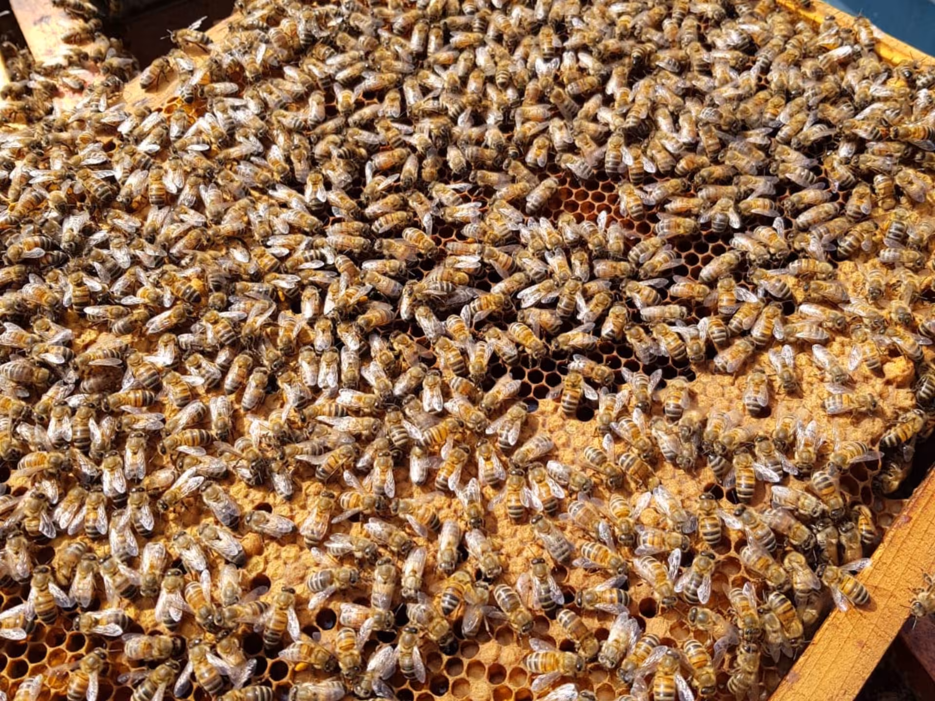 Close-up of a vibrant honeycomb teeming with bees, highlighting the beekeeping experience in Monferrato.