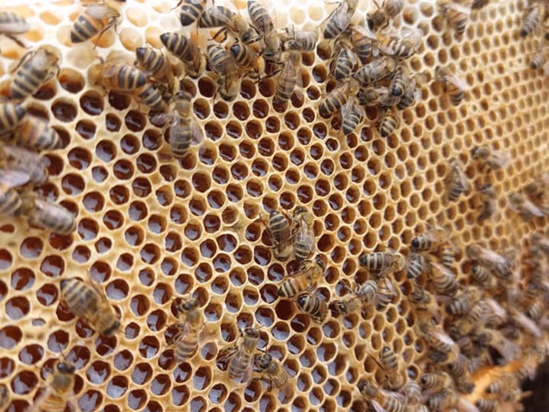 Bees active on a honeycomb in Monferrato, showcasing the beekeeping process during the honey tasting tour.