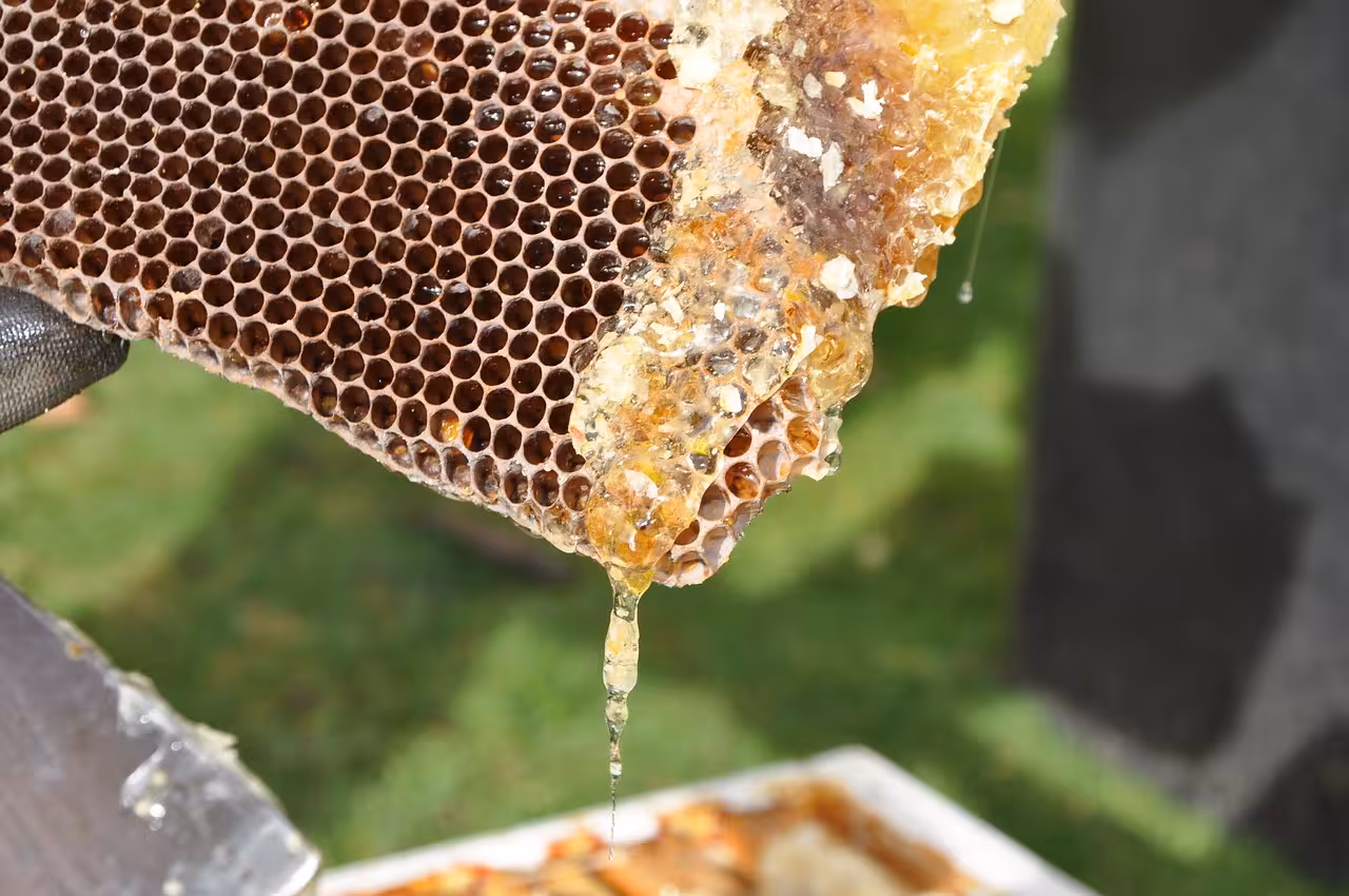 Close-up of a honeycomb dripping fresh honey, highlighting the authentic beekeeping process in Colmenar's Honey Experience.