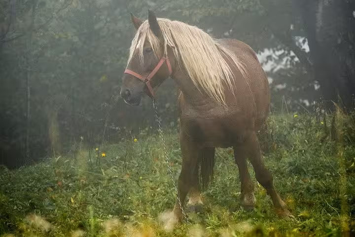 Chestnut horse with blonde mane wearing pink halter standing in misty green meadow near Apuseni forest