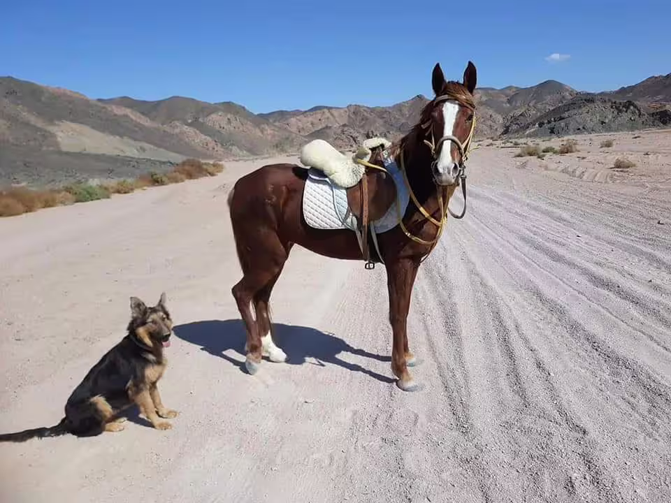 Saddled horse on desert track near Hurghada mountains, ready for Red Sea beach and desert horseback ride