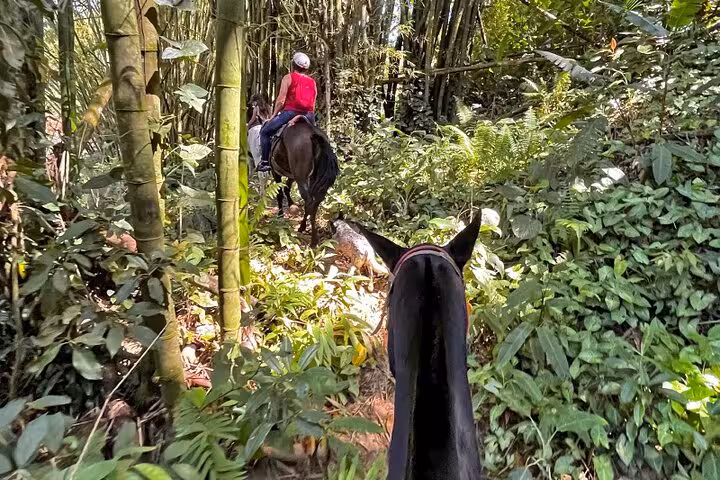 Scenic horseback ride along a sunlit trail in the vibrant greenery of the Atlantic Forest, Paraty Tours.