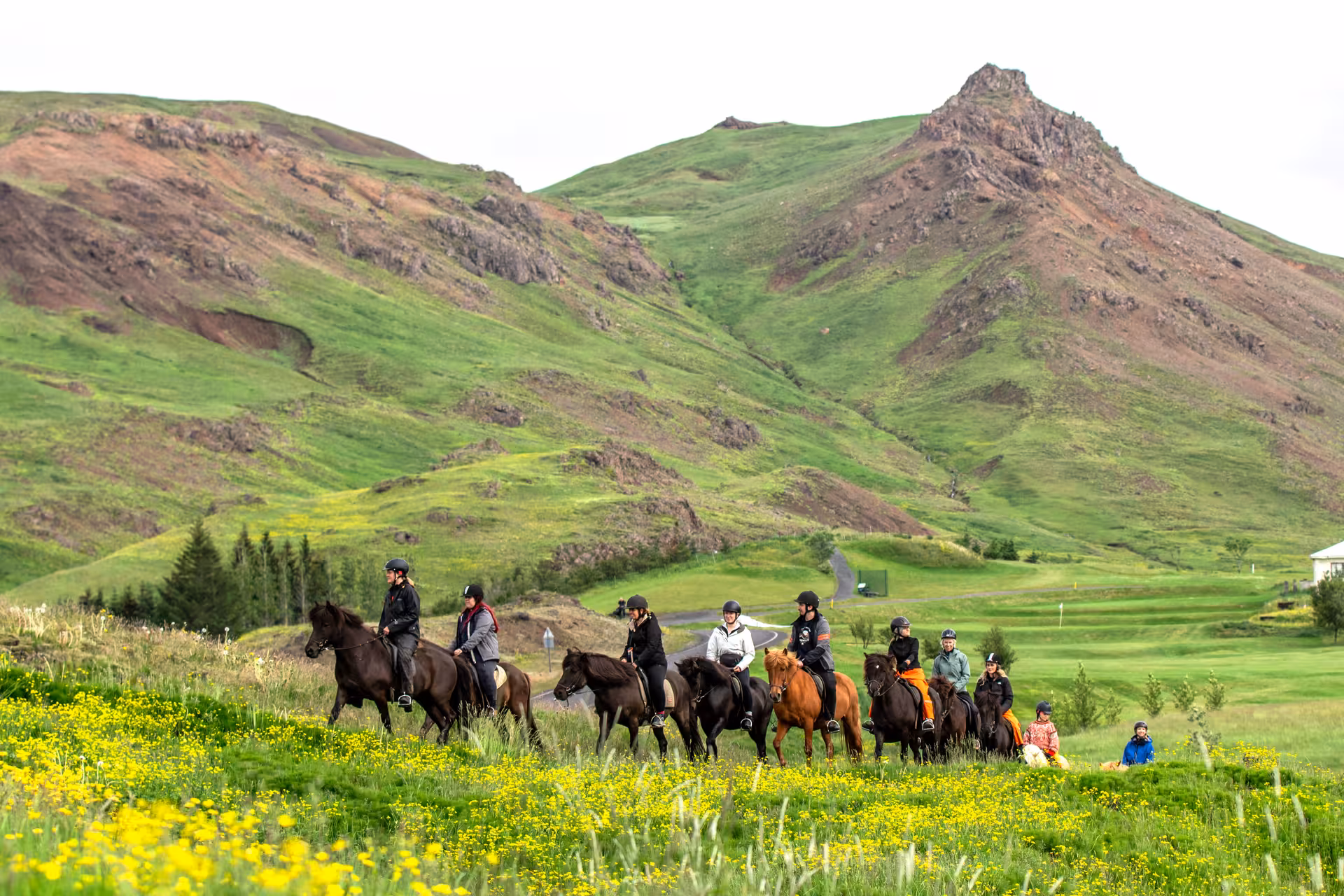 Group horseback riding through Icelandic green hills and wildflower meadows on Riding and Relaxation tour