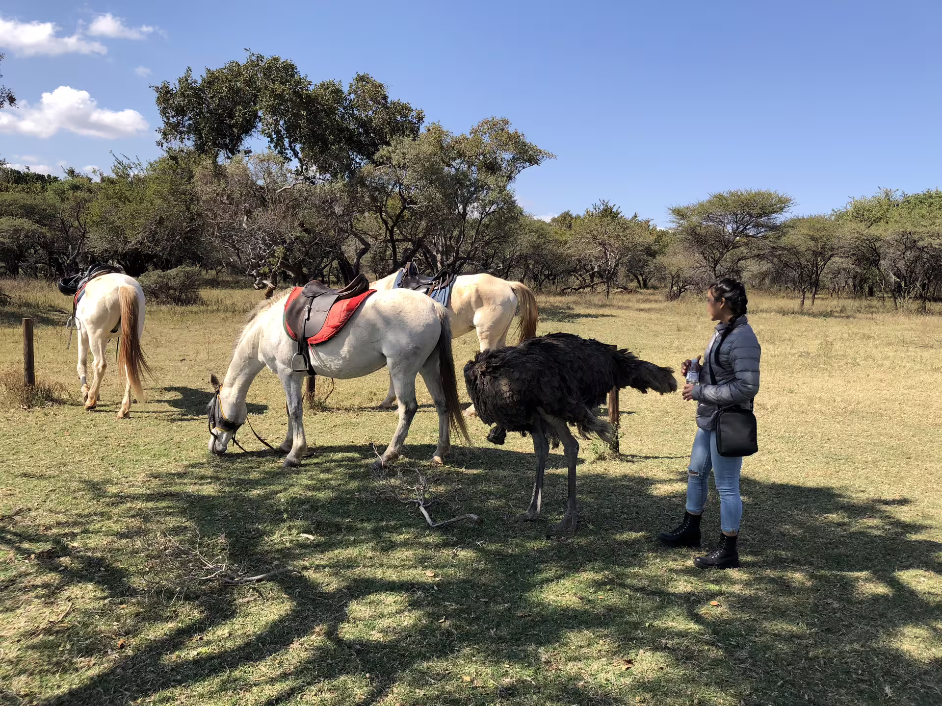 Ostrich and horses