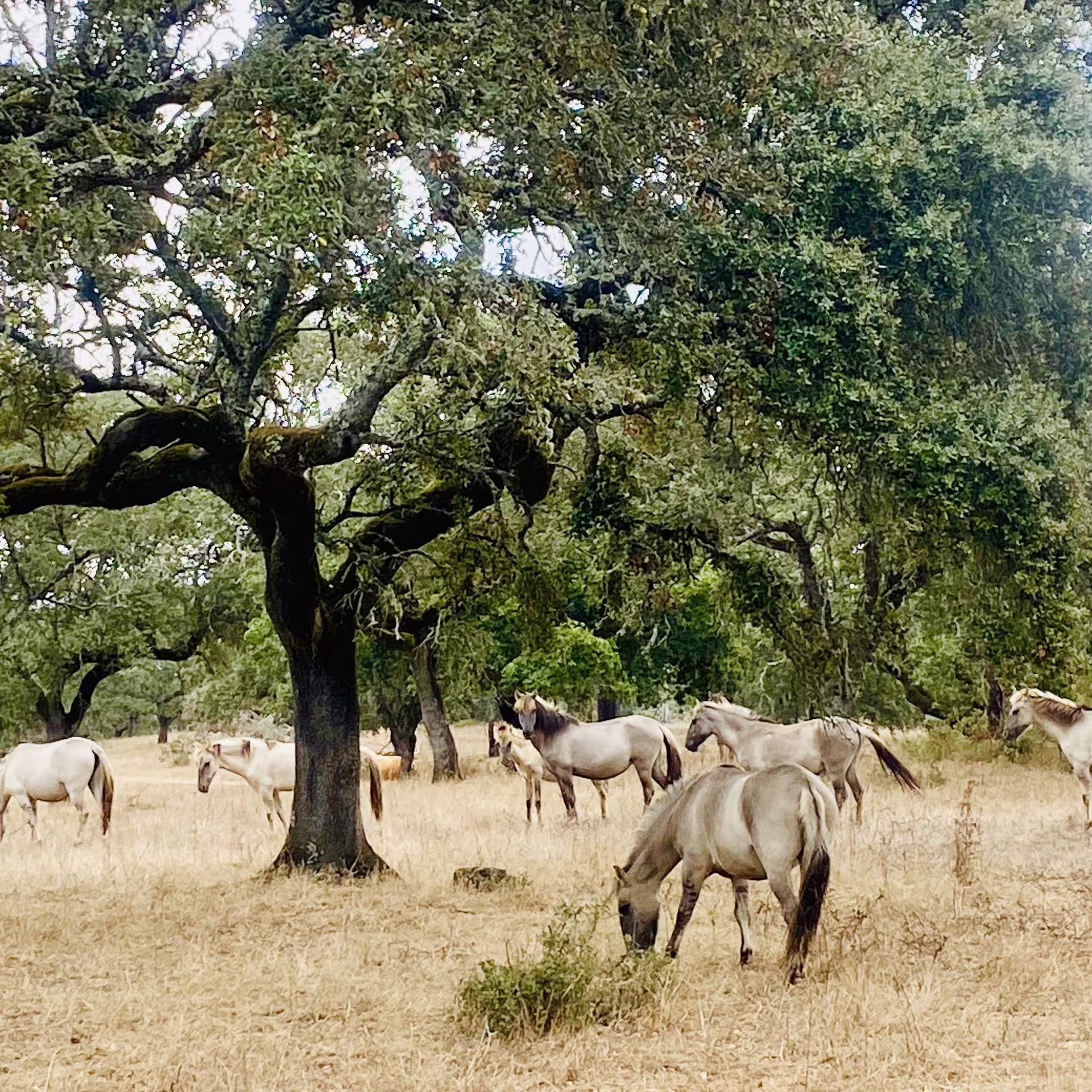 Grazing horses under cork oak trees in Alentejo, highlighting the natural beauty of Évora's countryside tour experience.