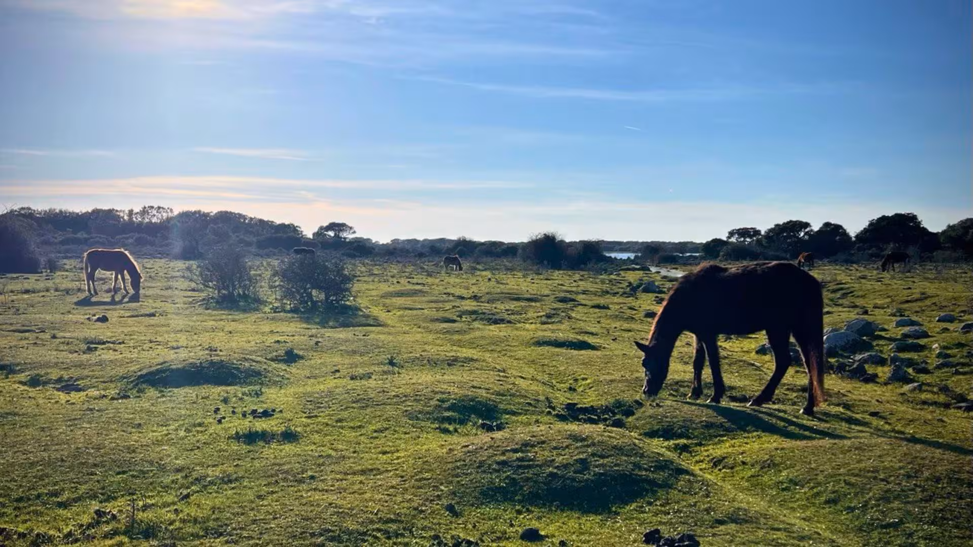 Horses graze under the golden sun in Giara Park's expansive landscapes, ideal for a picturesque trekking experience.