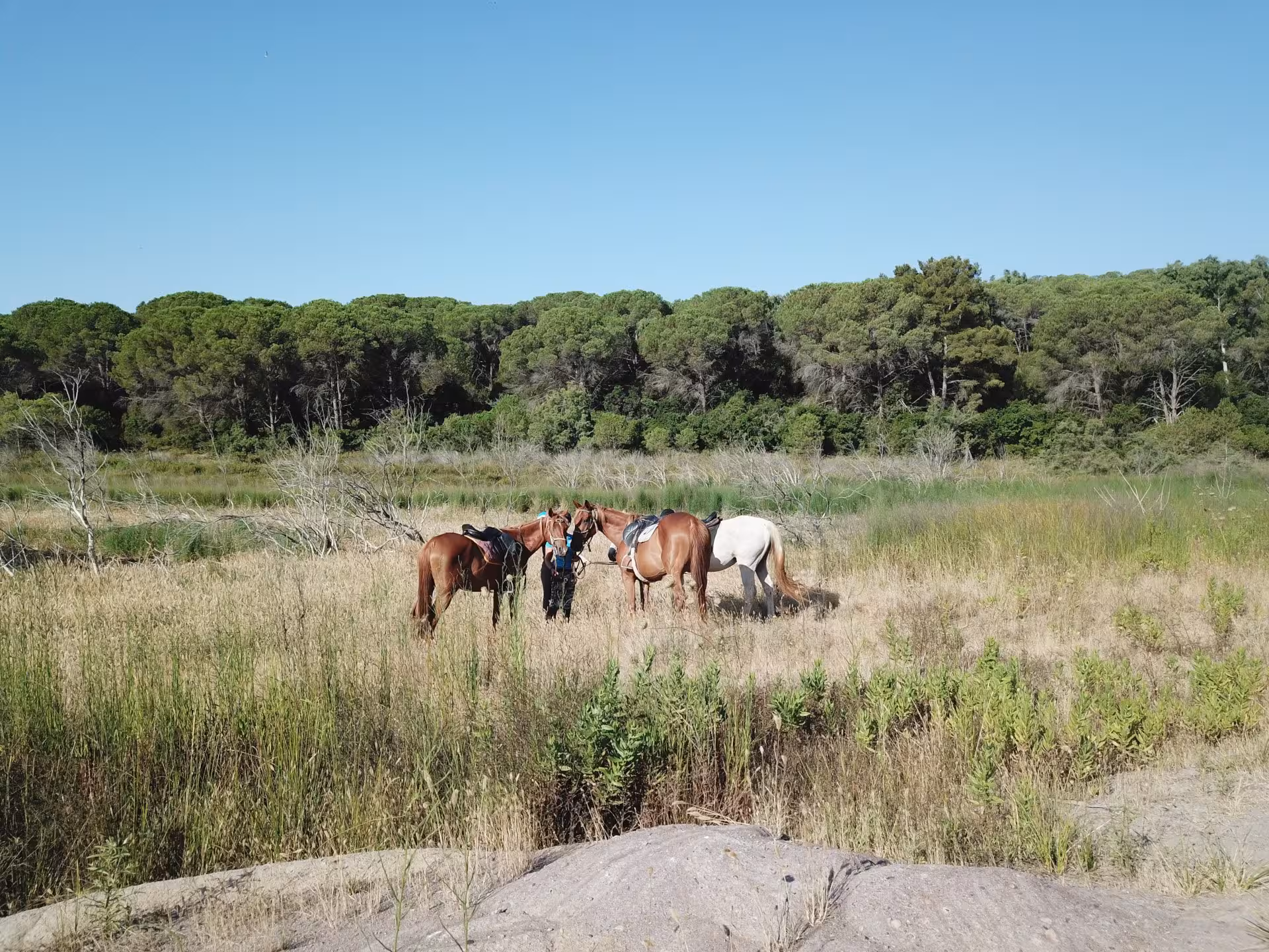 Horses grazing in a sunny field near Lake Baratz, with a backdrop of dense green forest in Alghero, perfect for nature lovers.