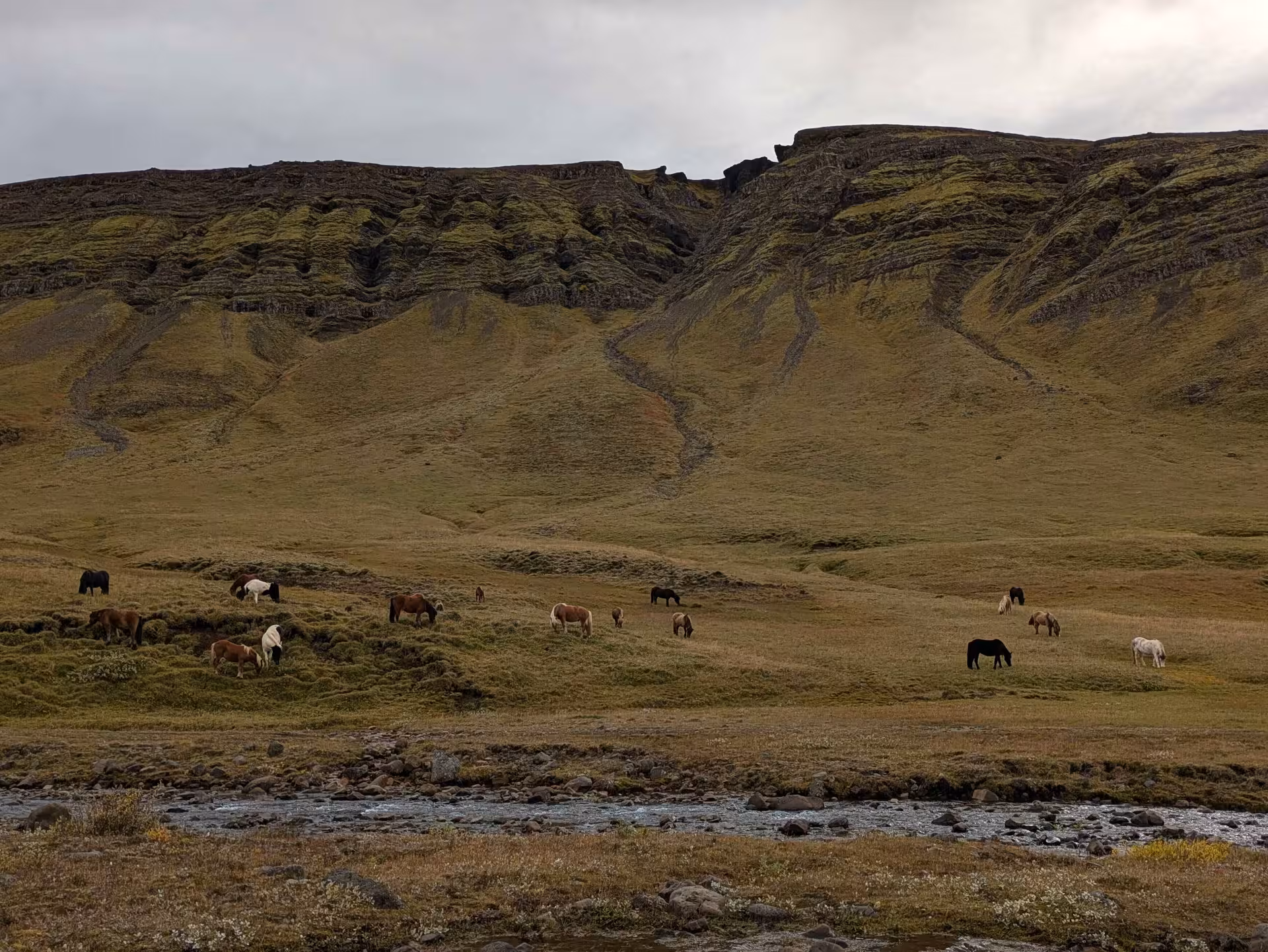 Horses roaming in the valley