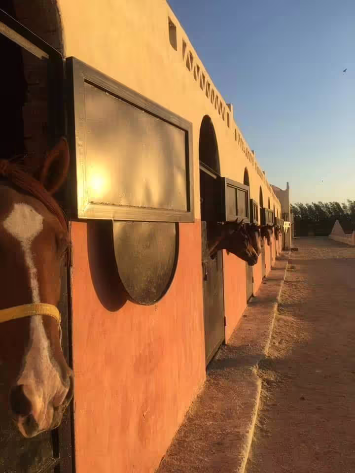 Horses in stable at sunset before Hurghada desert and beach horse riding tour with local guides