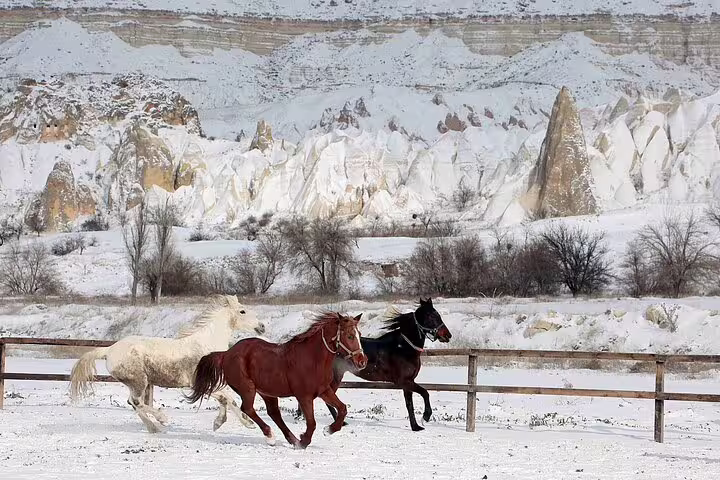 Majestic horses running through snow-covered Cappadocia landscape on private winter tour from hotel and airport.