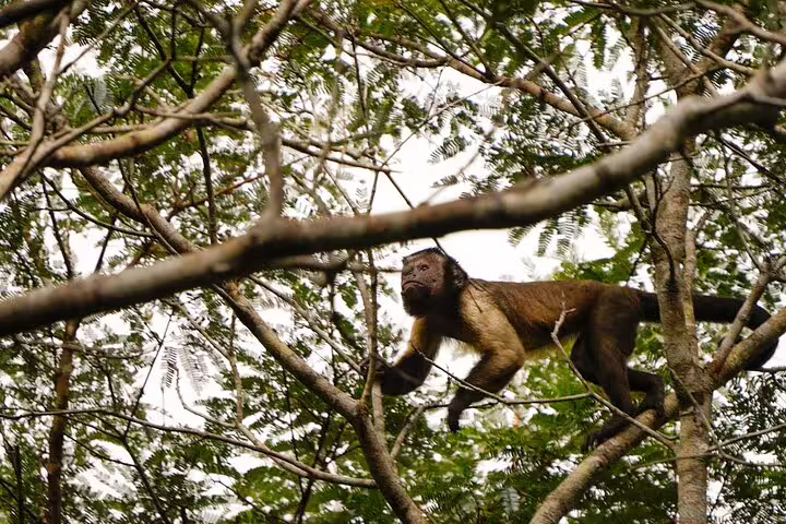 A howler monkey navigating the dense Amazon jungle canopy, showcasing exotic wildlife for Amazon Survival Tour 5D/4N.