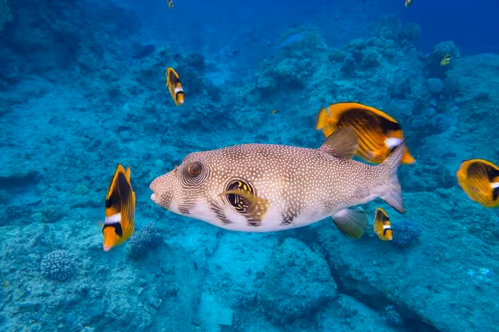 Tropical reef fish and pufferfish in clear Red Sea water during Hula Hula Island snorkeling and water sports tour
