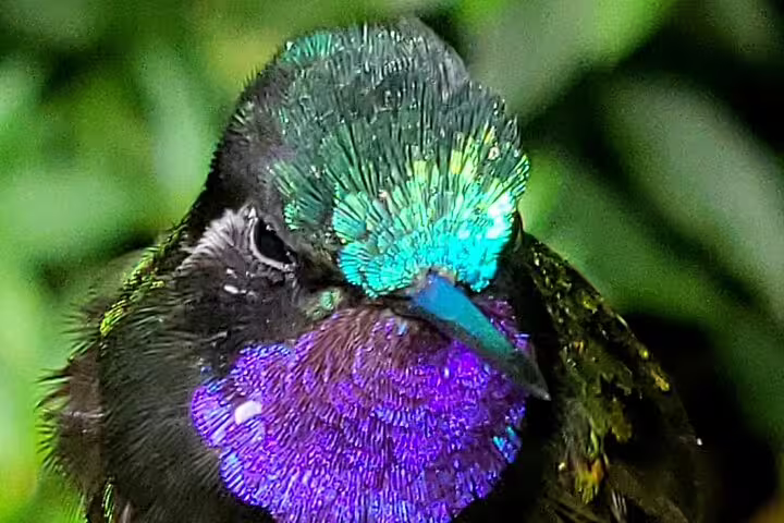 Vibrant hummingbird with iridescent green and purple plumage in the Cloud Forest, ideal for birdwatching tours.